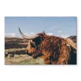 Stænkplade - Highland cow 02 