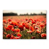 Spritzschutz Poppy Field 