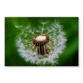 Spritzschutz Pusteblume im Wind 