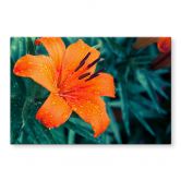 Spritzschutz Tropical Lily 