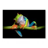 Spritzschutz Valverde - Green Frog 