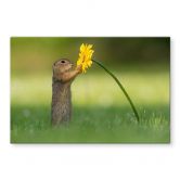 Spritzschutz van Duijn - Erdhörnchen hält Blume 