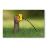 Spritzschutz van Duijn - Erdhörnchen riecht an Blume 
