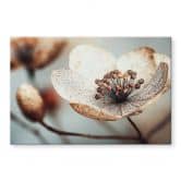 Spritzschutz Boho Trockenblume Makro - Treechild - Panorama 