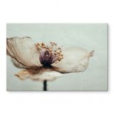 Spritzschutz Zarte Trockenblüte in Beige - Treechild - Panorama 