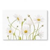 Stænkplade - Disher - Ox eye Daisies 