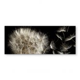 Dandelion - Panorama - Kitchen Splashback 