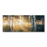 Spatscherm Zonneschijn in het berkenbos - Kado - Panorama 