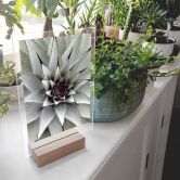 Tischaufsteller Agave 01 