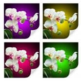 Wallprint - Blütenpracht einer Orchidee - quadratisch 