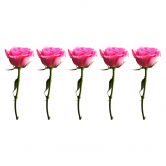 Wall border with roses 