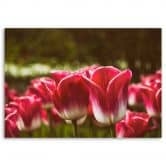 Leinwandbild, Blühende Tulpen 