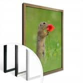 Poster van Duijn - Erdhörnchen mit Mohnblume 