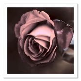 Canvasbillede, Smukke rosenblomster 