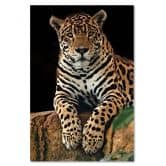 Canvasbillede, Leoparddyr 