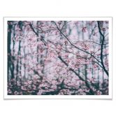 Poster Pink Flower Dream 03 