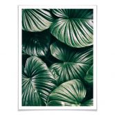 Affiche - Urban Jungle - Alokasie Calidora 
