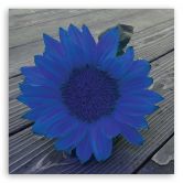 Leinwandbild, Blaue Sonnenblume 