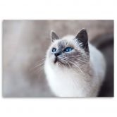 Canvasbillede, Sibiriske kattedyr 
