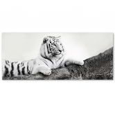 Leinwandbild, Tiger Wildtiere Natur 
