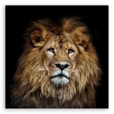Leinwandbild, Majestätischer Löwe 