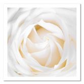 Leinwandbild, Zarte Rose 