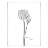 Poster Grønkjær - Tulpen 