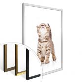 Poster Kätzchen neugierig 