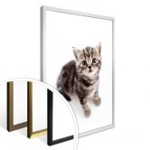 Poster Kitten 03 
