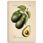 Leinwandbild, Obst Weinlese Avocado 