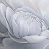 Blumenmotivtapete Big Pictures grau 2,50 x 2,70 m 