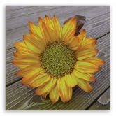 Leinwandbild, Gelbe Sonnenblume 