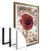 Poster Delgado - Mohnblumen-Portrait 