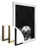 Poster Graves - Snuggle Pug 