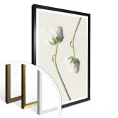 Poster Ranunkel 04 
