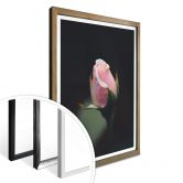 Poster Rosa Blüte einer Rose 