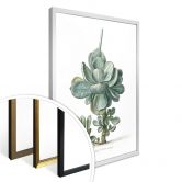 Poster Saftleven - Sukkulente 