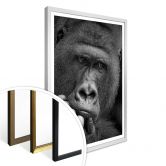 Plakat - Wenner - Gorillaen 