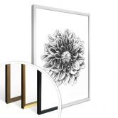 Poster Kools - Dahlia 