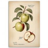 Leinwandbild Obst Weinlese Apfel 