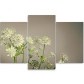 Leinwandbild 3-teilig, Feld Blumen Weiß 