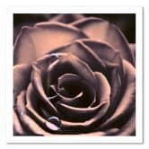 Tableau sur toile, Gouttes d'eau sur une rose 
