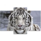 3-delige canvas print tijger wild dier zwart en wit 