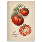 Leinwandbild Obst Weinlese Tomate 