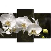 Leinwandbild 3-teilig, Orchideen Blumen Natur Weiß 