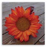 Leinwandbild, Orangefarbene Sonnenblume 