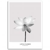 Canvasbillede, Hvid lotusblomst 