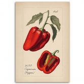 Leinwandbild, Gemüse Weinlese Paprika 