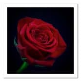 Leinwandbild, Rote Rose in der Dunkelheit 
