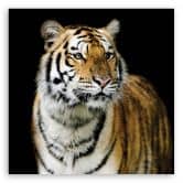 Leinwandbild, Tiger Wildtiere Natur 